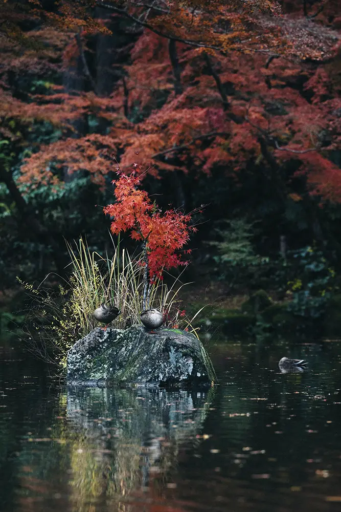 Jardin japonais 1.webp